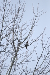 Turdus ruficollis