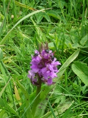 Mononychus punctumalbum