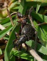 Otiorhynchus clavipes