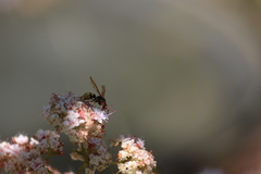 Ancistrocerus tuberculocephalus