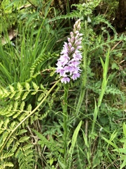 Dactylorhiza fuchsii