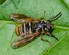 Temnostoma excentrica