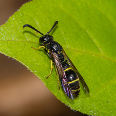 Symmorphus canadensis