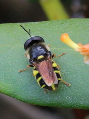 Stratiomys badia