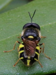 Stratiomys badia