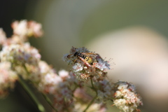 Ancistrocerus tuberculocephalus