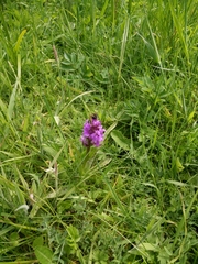 Mononychus punctumalbum