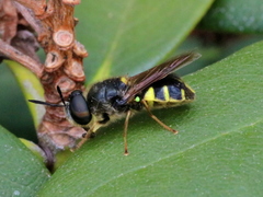 Stratiomys badia