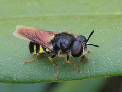 Stratiomys badia