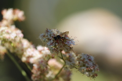 Ancistrocerus tuberculocephalus