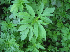 Ambrosia trifida