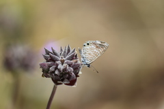 Leptotes marina