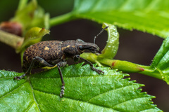 Lepyrus oregonus