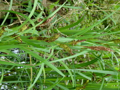 Carex hyalinolepis
