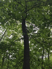 Phellodendron amurense