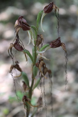 Himantoglossum comperianum