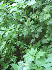 Ambrosia trifida