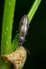 Liotrichus umbripennis