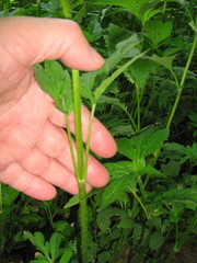 Ambrosia trifida