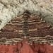 Many-lined Carpet Moth - Photo (c) Zach DuFran, some rights reserved (CC BY-NC), uploaded by Zach DuFran