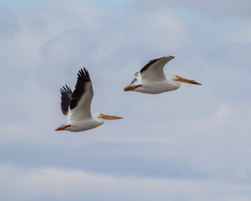 American White Pelican photographed in Idaho