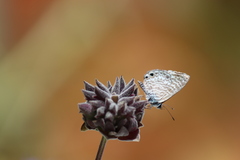 Leptotes marina