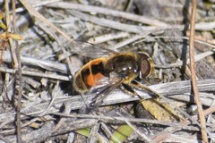 Eristalis brousii