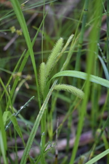 Carex pseudocyperus