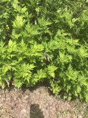 Artemisia vulgaris vulgaris