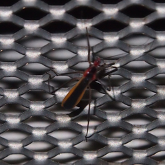 Polytoxus fuscovittatus