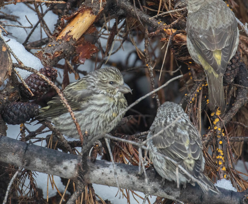 Cassia Crossbill (Loxia sinesciuris), photo 8