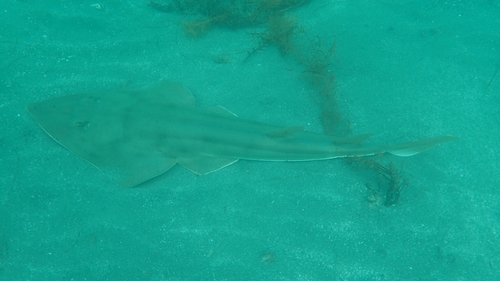 Guitarfish (Pseudobatos productus) — Rhinobatidae — 5
