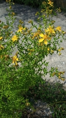 Hypericum perforatum