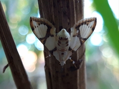 Cirrhochrista bracteolalis