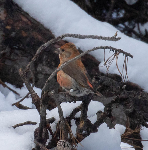 Cassia Crossbill (Loxia sinesciuris), photo 7