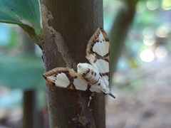 Cirrhochrista bracteolalis