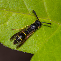 Symmorphus canadensis