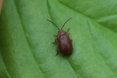 Tricholochmaea cavicollis