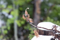 Loxia sinesciuris