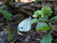 Leptosia nina