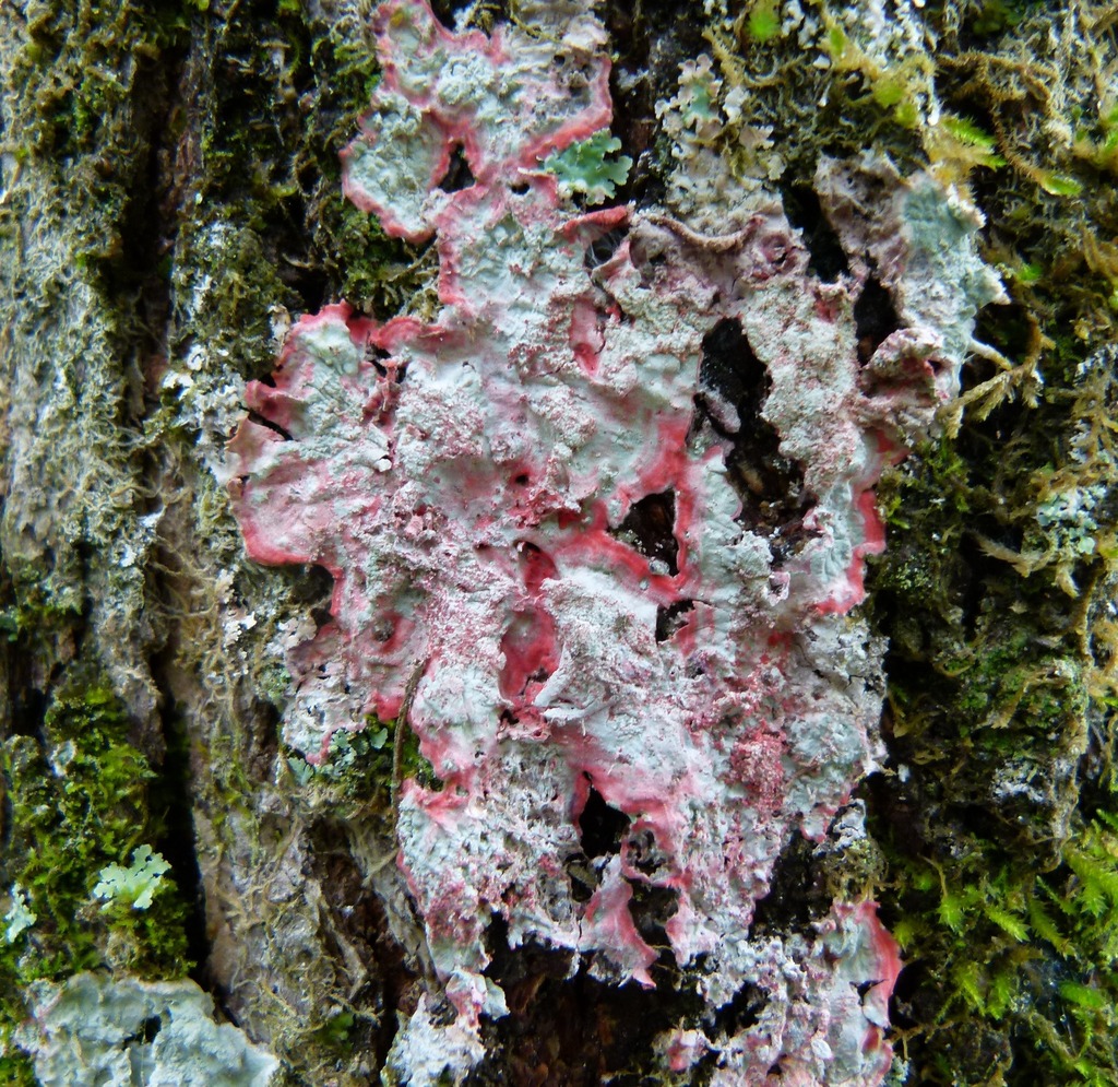 Christmas lichens