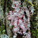 Christmas Lichens - Photo (c) botanygirl, some rights reserved (CC BY), uploaded by botanygirl