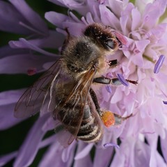 Apis mellifera