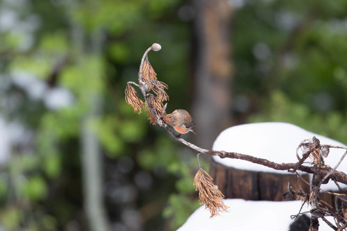 Cassia Crossbill (Loxia sinesciuris), photo 10