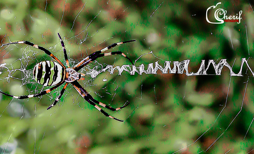 Wasp Spider