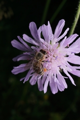 Apis mellifera