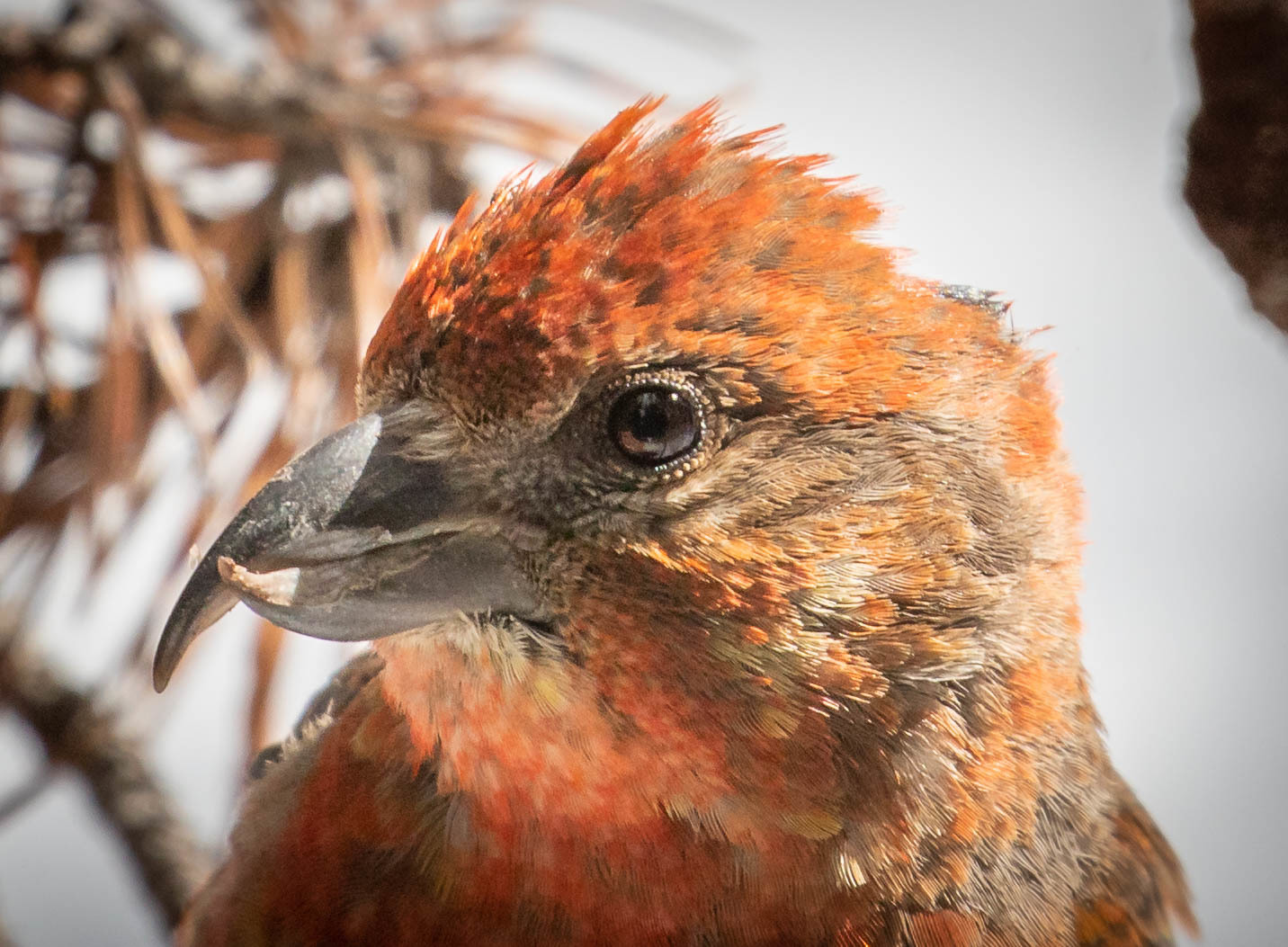Cassia Crossbill illustration