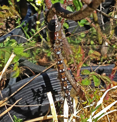 Rhionaeschna californica