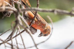 Loxia sinesciuris