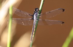 Libellula vibrans